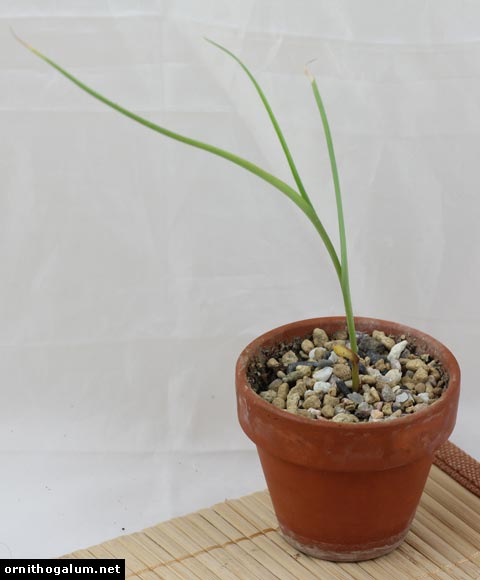 ornithogalum juncifolium