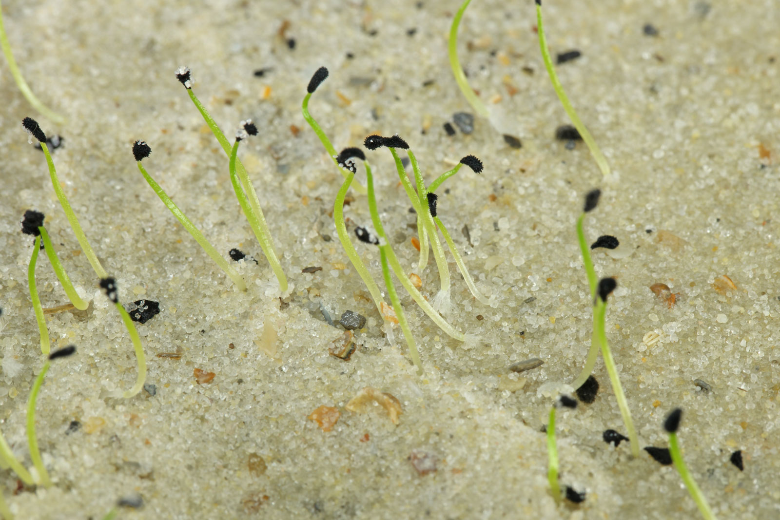 Ornithogalum seeds