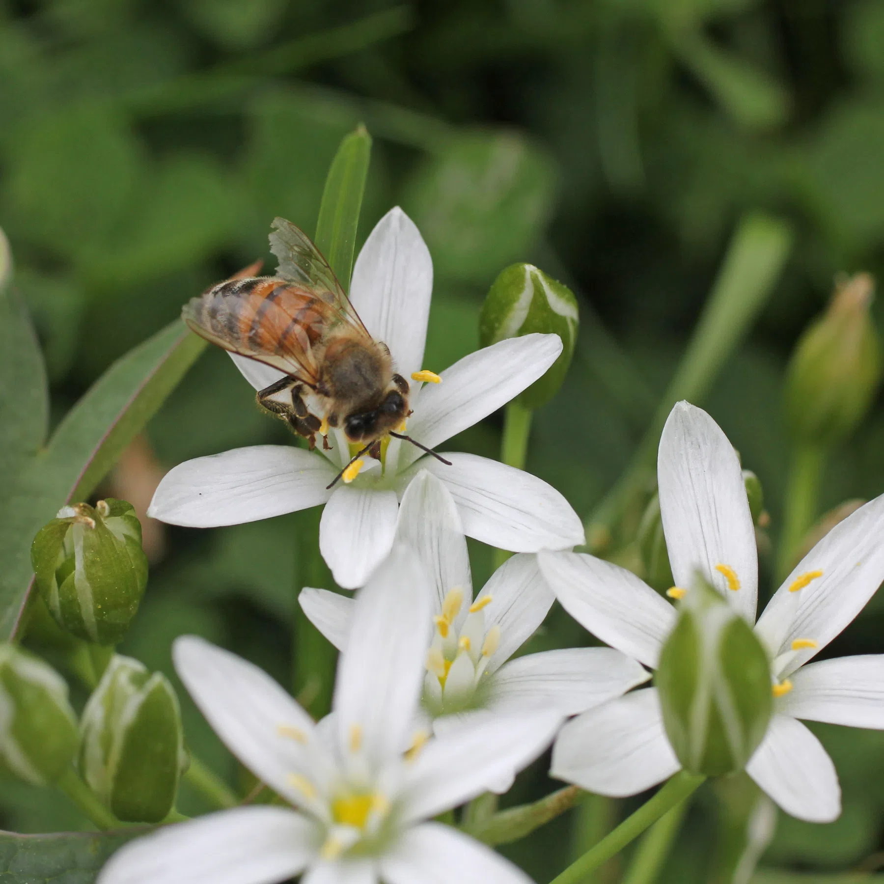 Honey bee on Ornithogalum umbellatum